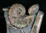 Three Hoploscaphites Ammonites + Baculites #6133-4